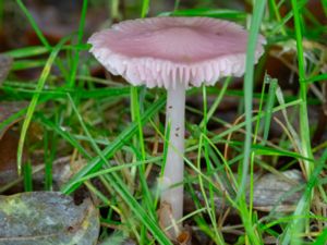 Mycena rosea - Rosy Bonnet - Rosa rättikhätta