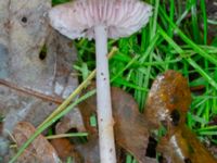 Mycena rosea Eket, Toarp, Malmö, Skåne, Sweden 20231113_0108