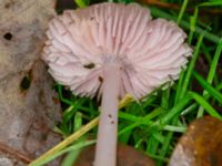 Mycena rosea Eket, Toarp, Malmö, Skåne, Sweden 20231113_0109