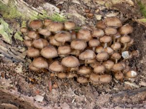 Mycena tintinabulum - Vinterhätta