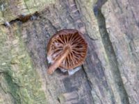 Mycena tintinabulum Tallriken, Pildammsparken, Malmö, Skåne, Sweden 20230205_0038