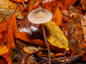 Mycena vitilis - Snapping Bonnet - Glanshätta