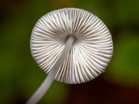 Mycena vitilis Bulltoftaparken, Malmö, Skåne, Sweden 20241028_0052