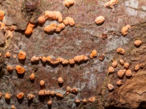 Nectria cinnabarina - Coral Spot - Cinnobergömming