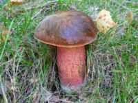 Neoboletus luridiformis Lilla Sjö, Hästveda, Hässleholm, Skåne, Sweden 20230916_0142