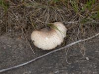 Neolentinus lepideus Järnvägsspår Ulvögatan, Malmö, Skåne, Sweden 20190809_0066