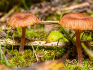 Omphalina pyxidata - Cinnamon Navel - Torvnavling