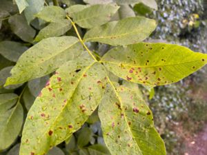 Ophiognomonia leptostyla - Valnötsfläck