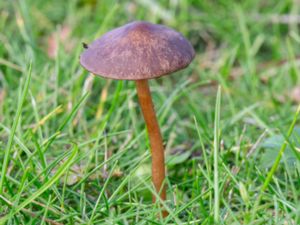 Panaeolina foenisecii - Mower's Mushroom - Slåtterbroking