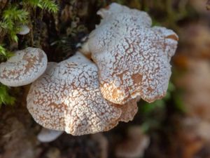 Panellus stypticus - Bitter Oyster - Epålettsvamp