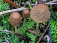 Parasola plicatilis Holmastigen, Malmö, Skåne, Sweden 20191003_0015