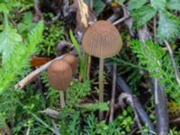 Parasola plicatilis Holmastigen, Malmö, Skåne, Sweden 20191003_0014