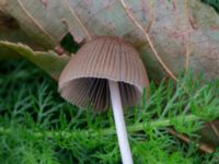 Parasola plicatilis Holmastigen, Malmö, Skåne, Sweden 20191003_0017