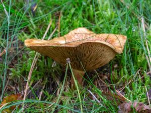 Paxillus involutus - Brown Rollrim - Pluggskivling