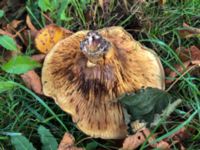 Paxillus involutus Potatisåkern, Malmö, Skåne , Sweden 20190928_3