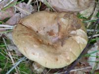 Paxillus involutus s.lat. Eket, Toarp, Malmö, Skåne, Sweden 20230726_0281