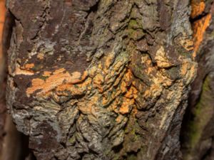 Peniophora incarnata - Rosy Crust Fungus - Tätskinn