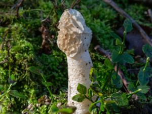 Phallus impudicus - Common Stinkhorn - Stinksvamp