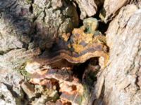 Phellinus conchata Käglingre rekreationsområde, Malmö, Skåne, Sweden 20230403_0002