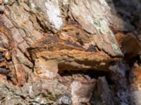 Phellinus conchata Käglingre rekreationsområde, Malmö, Skåne, Sweden 20230403_0003