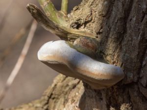 Phellinus igniarius - Willow Bracket -Eldticka