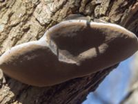 Phellinus igniarius Käglinge rekreationsområde, Malmö, Skåne, Sweden 20230403_0026