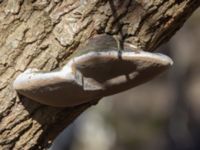 Phellinus igniarius Käglinge rekreationsområde, Malmö, Skåne, Sweden 20230403_0031