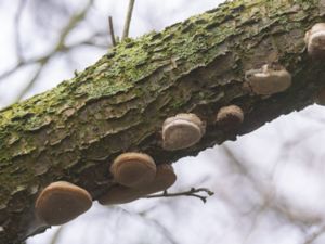 Phellinus pomaceus - Plommonticka