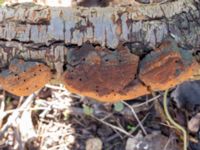 Phellinus pomaceus Ödetomterna, Bunkeflo strandängar, Malmö, Skåne, Sweden 20230328_0004