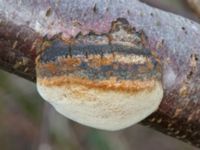 Phellinus pomaceus Ödetomterna, Bunkeflo strandängar, Malmö, Skåne, Sweden 20240127_0047