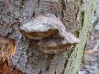 Phellinus pomaceus Husie alkärr, Malmö, Skåne, Sweden 20240324_0025