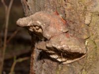 Phellinus pomaceus Husie alkärr, Malmö, Skåne, Sweden 20240324_0027