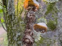 Phellinus pomaceus Paddockarna, Ribersborg, Malmö, Skåne, Sweden 20230621_IMG_9743