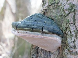 Phellinus populicola - Stor aspticka