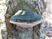 Phellinus populicola Bernstorps mosse, Burlöv, Skåne, Sweden 20230226_0008