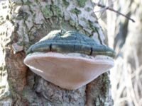 Phellinus populicola Bernstorps mosse, Burlöv, Skåne, Sweden 20230226_0009