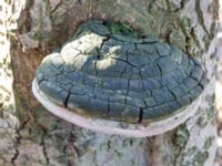 Phellinus populicola Bernstorps mosse, Burlöv, Skåne, Sweden 20230226_0010