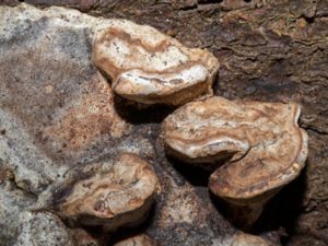 Phellinus tremulae - Aspen Bracket - Aspticka