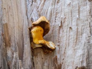 Pholiota adiposa - Slemmig tofsskivling