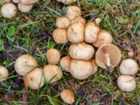 Pholiota gummosa Fuktängen, Klagshamns udde, Malmö, Skåne, Sweden 20241027_0001