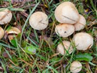 Pholiota gummosa Fuktängen, Klagshamns udde, Malmö, Skåne, Sweden 20241027_0002