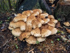 Pholiota squarrosa - Shaggy Scalycap - Fjällig tofsskivling