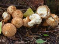 Pholiota squarrosa Bulltoftaparken, Malmö, Skåne, Sweden 20241006_0028