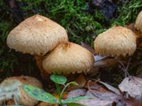 Pholiota squarrosa Käglinge rekreationsområde, Malmö, Skåne, Sweden 20231101_0046