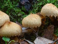 Pholiota squarrosa Käglinge rekreationsområde, Malmö, Skåne, Sweden 20231101_0047