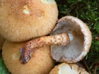 Pholiota squarrosa Käglinge rekreationsområde, Malmö, Skåne, Sweden 20231101_0048