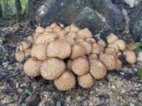 Pholiota squarrosa Ribersborg, Malmö, Skåne, Sweden 20201017_0038