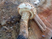 Pholiota squarrosa Ribersborg, Malmö, Skåne, Sweden 20201017_0039