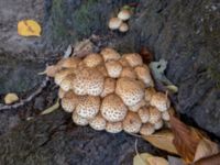 Pholiota squarrosa Södra Friluftsstaden, Malmö, Skåne, Sweden 20181015_1