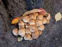 Pholiota squarrosa Södra Friluftsstaden, Malmö, Skåne, Sweden 20181015_5